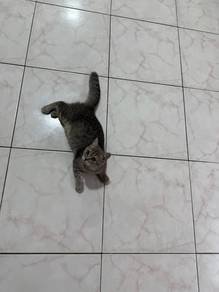 kucing BSH