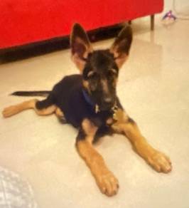German Shepherd/Dog