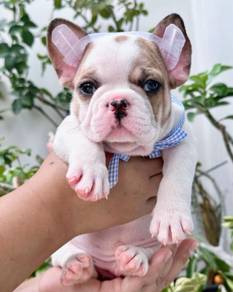 FRENCH BULLDOG PUPPIES 🌻S150 Charming Boy~Girl