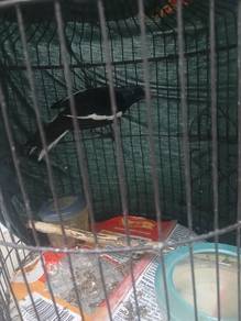 burung murai kampung 