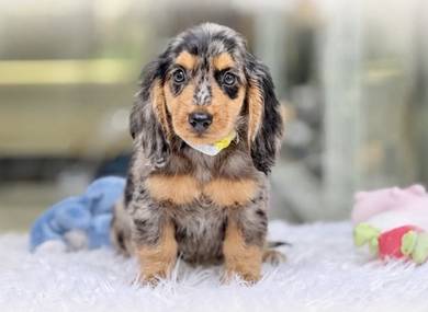 MINIATURE DACHSHUND Puppies VIP47🐻 Male