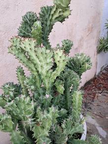 catus plants for sale