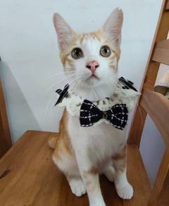 Free adoption, male adolescent cat, oyen