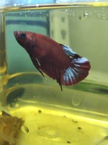 ikan laga betta fish 
