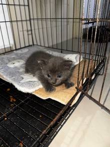 kitten british short hair mix