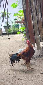 ayam jalan