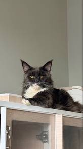 grey mainecoon