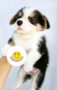 HH66-t Welsh Corgi tri color haired puppy
