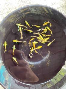24K Gold Guppy Fish