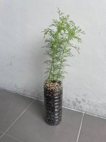 Dill Herb