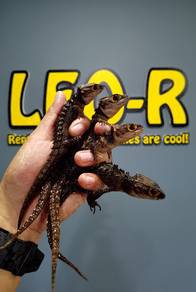 Red-Eyed Crocodile Skink