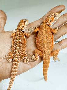 bearded dragon