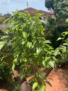 ficus benjamin