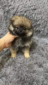 博美女
Pomeranian 
Female
F5
dob 2个多大