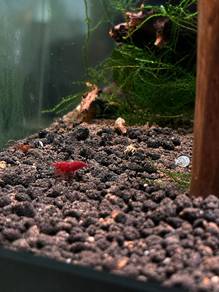 Red Fire Sakura / Fire Red