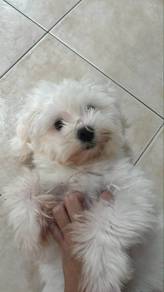 Maltese