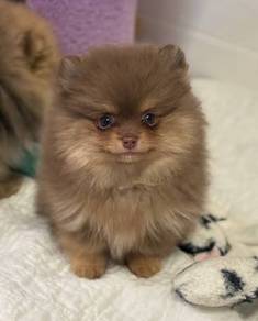 Precious Pomeranian looks melt your hear puppy Bab