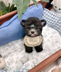 POODLE PUPPIES s152🌻 REHOME Grey boy 🧸