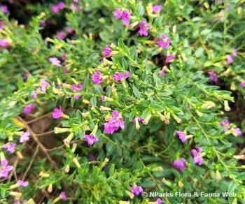 Cuphea Hyssopifolia