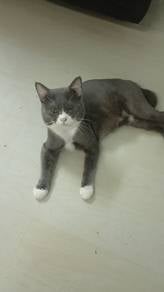 Bsh BiColor Sepasang 