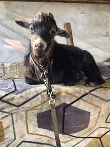 kambing pygmy 