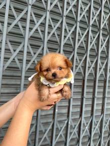 pom mix poodle