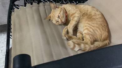 Free Adopt （Seremban）