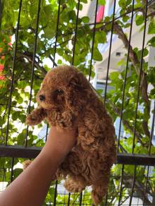 tiny poodle 