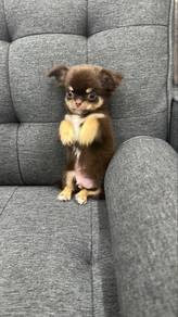 Special Color Male Chihuahua Puppy M2