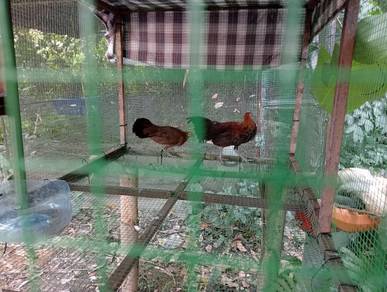 sepasang aym hutan