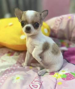 CHIHUAHUA PUPPIES VIP148🌷Head Apple Small Girl