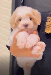 G40 Adorable Maltipoo Puppy