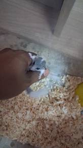 Dormouse + Cage