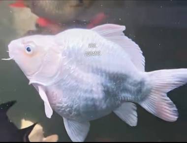 Koi SB short tail