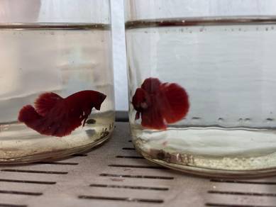 Hellboy Betta fish