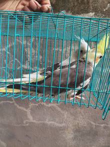 Induk cockatiel