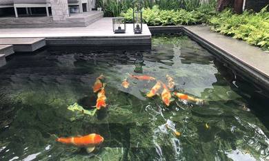 Koi Fish Pond Services Penang