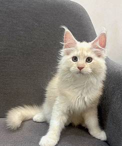 Purebred Female Mainecoon kitten.