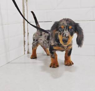 Miniature Longhair Dachshund