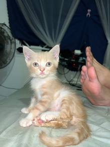 kitten 2 month