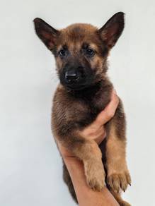 Belgian Shepherd