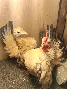 ayam serama gred A