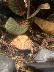 Pacman frog
