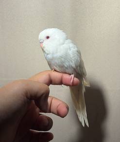 burung jinak