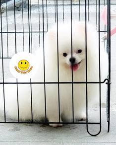 GGT-70055 Tiny Pomeranian White haired puppies