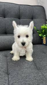 西高地女
Westie
Female
F-4
Dob : 20-08-26