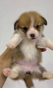 Welsh corgi Mka certificate microchip