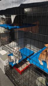 Kucing untuk dilepaskan bersama sangkar