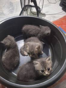 BSH Kitten