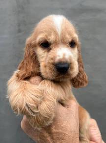 ENGLISH COCKER SPANIEL PUPPIES M184🌻Male & Female